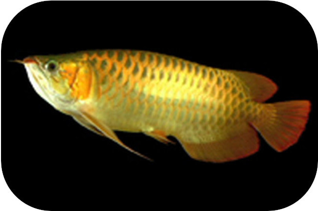 arowana